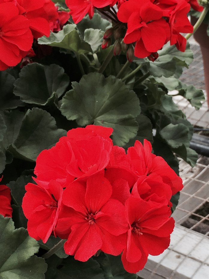 rocky mountain red
