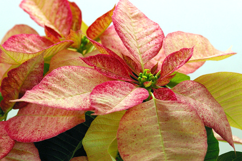 Poinsettia (1)