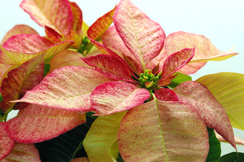 Poinsettia (1)