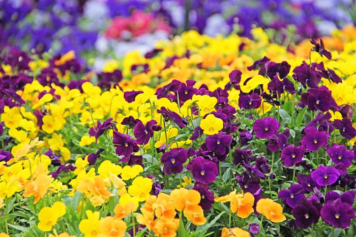Pansy field