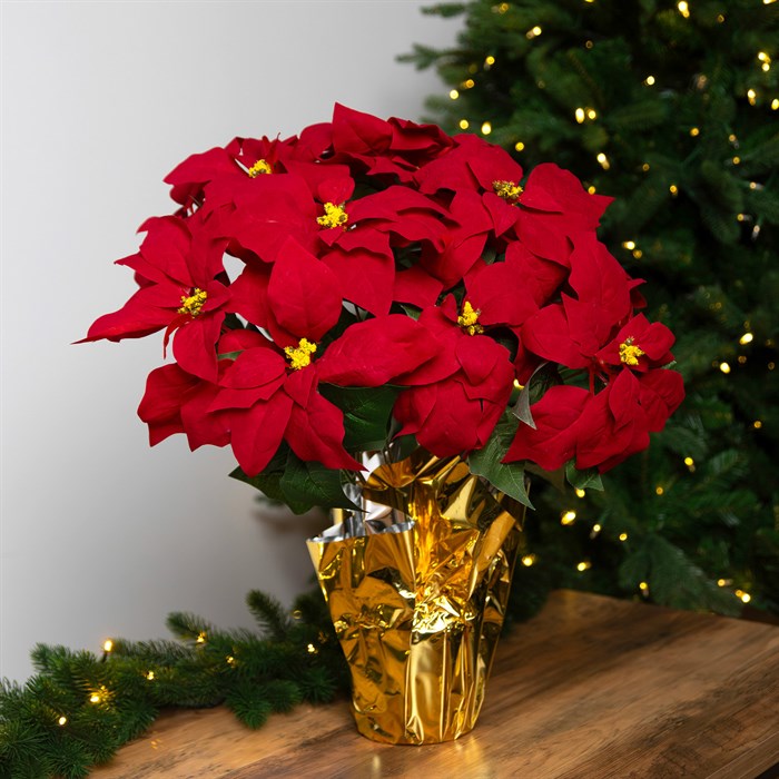 Poinsettia Pic (1)